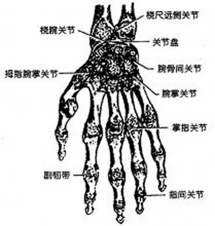 近侧列由桡侧向尺侧分别为:手舟骨,月骨,三角骨和豌豆骨,远侧列为:大